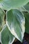 Green and white variegated hosta leaves
