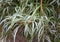 Green and white Variegated Spider Plant