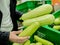 Green, white zucchini in black boxes. Vegetables in the supermarket. A woman chooses zucchini.