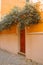 A green wicker plant adorns a wooden door. Vintage brown green wooden door with orange wall in Italy. High quality photo