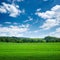 Green wide field with trees on horizon