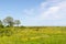 Green wide open grassland filled with yellow flowers by springtime