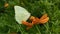 Green wild butterflies perched on orange flowers