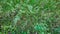 Green Wild Country Grass Closeup Background