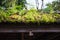 Green wild fresh natural lives plants, moss, lichen, grass growing on the wooden thatched roof of garden gazebo background. Beau