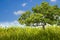 Green wild grass whit a lone tree on sky background - image with copy space