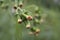Green wild herbal grass flowers Vernonia cinerea Less, Little
