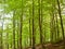 Green and wild nature, forest in Catalonia (Spain)