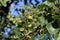 Green wild pears grow on tree branches