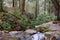 Green wild rhododendron plants line a small stream near Linn Run State park in western Pennsylvania.