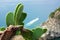 A green wild succulent cactus growing through the rocky hillside of the city of Corniglia in Cinqueterre, Italy