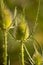 Green wild Teasel Dipsacus fullonum or thistle