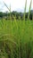 A green wild weed grown next to rice field