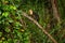 Green wildlife of Costa Rica. Black monkey White-headed Capuchin sitting on the tree branch in the dark tropic forest. Cebus capuc