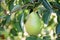 Green William Pear Fruit Hanging on Tree Branch