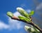 Green willow catkin against blue sky background