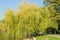 Green willow tree near lake, park with alley