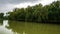 Green willows grow on the shore of the lake