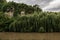 Green willows growing above the water of a muddy yellow river near the rocks.