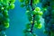 Green wine grape leaf