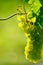 Green Wine Grape In Vineyard