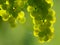 Green Wine Grapes