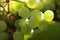 Green wine grapes