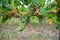 Green Wine grapes growing in a Vineyard