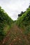 Green Wine grapes growing in a Vineyard