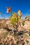 Green wine grapes in withered vine tree