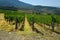 Green Wineyards in Tuscany, Chianti, Italy
