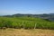 Green Wineyards in Tuscany, Chianti, Italy