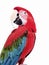 Green Wing Macaw 117