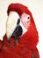 Green Wing Macaw