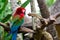 Green Wing Macaw