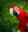 Green wing macaw parrot