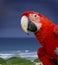 Green wing macaw parrot