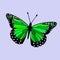 Green Winged Butterfly Vector - Digital Illustration