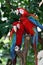 Green - Winged Macaw