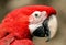 Green-Winged Macaw