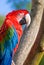 The green-winged macaw (Ara chloroptera)