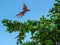 Green-winged Macaw Ara - Costa Rica