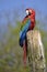 Green-winged macaw perched