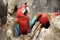 Green-winged macaw standing on the wood