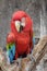 Green-winged macaw standing on the wood