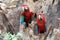 Green-winged macaw standing on the wood