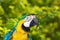 Green-winged macaw in wildness