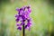 Green winged orchid