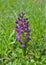 The Green-winged Orchid (Anacamptis morio)