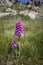 Green-winged Orchid early May on a dew covered meadow